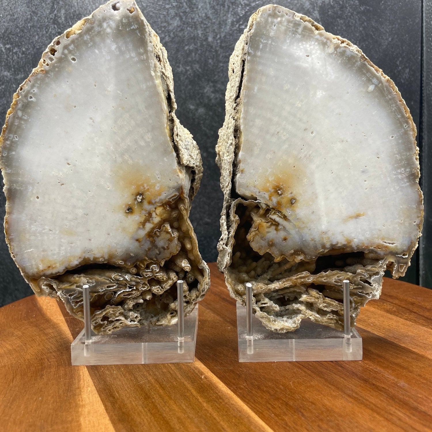 XL Agatized Coral Fossil Pair - Sage & Magic