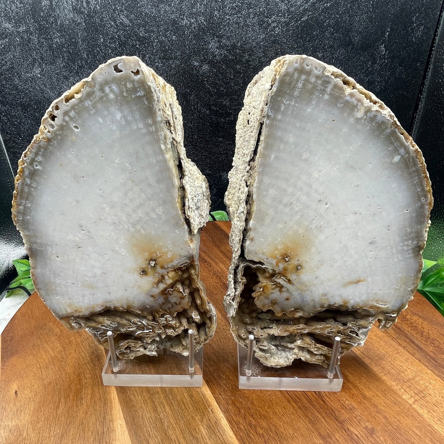 XL Agatized Coral Fossil Pair - Sage & Magic