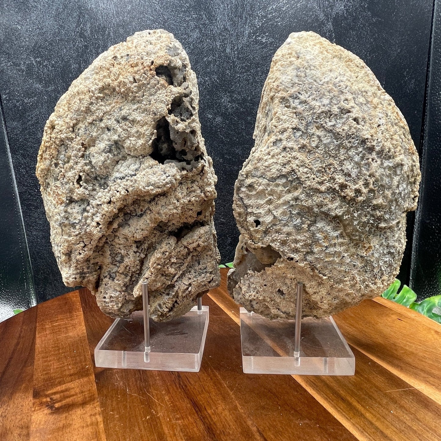 XL Agatized Coral Fossil Pair - Sage & Magic