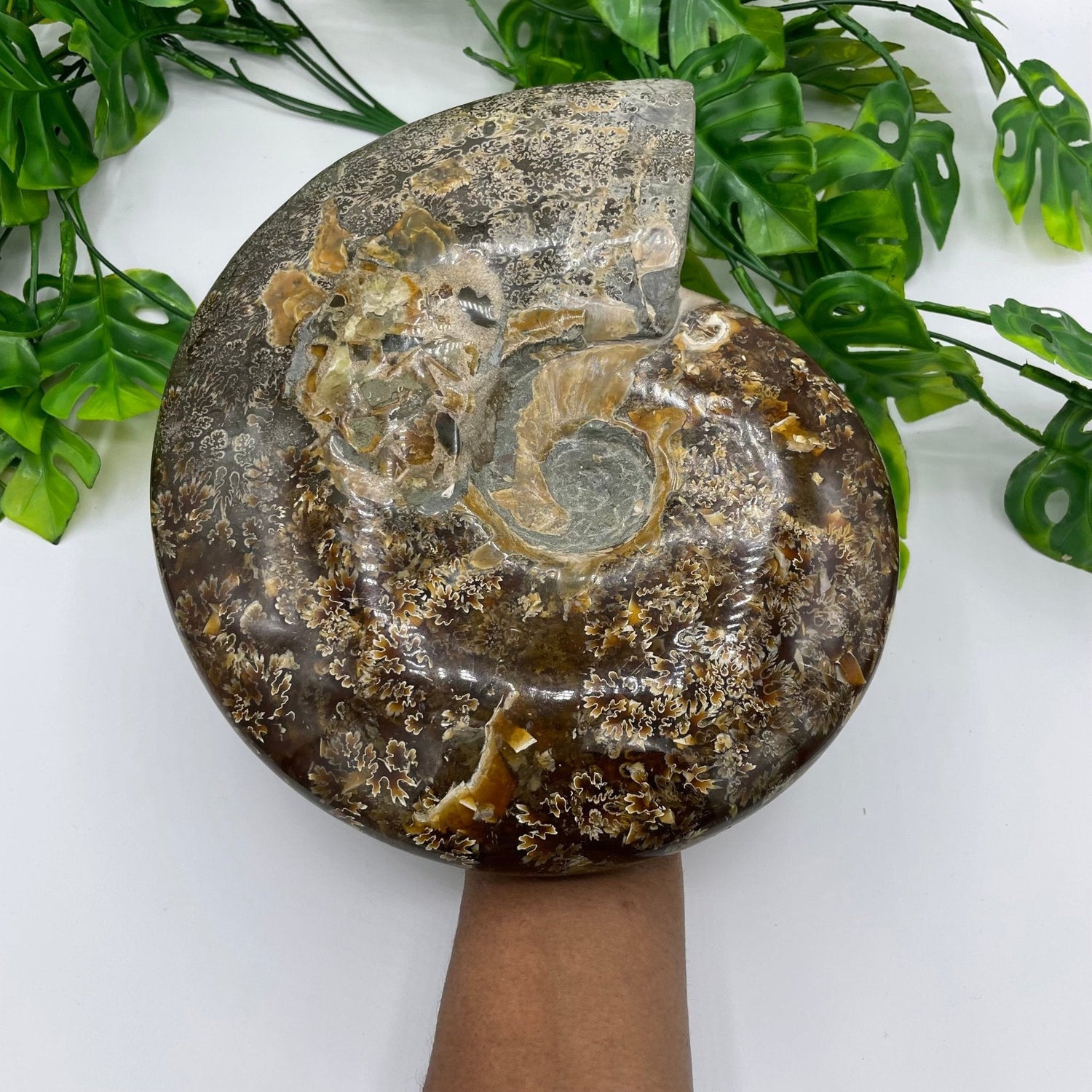 XL Ammonite with Stand - Sage & Magic