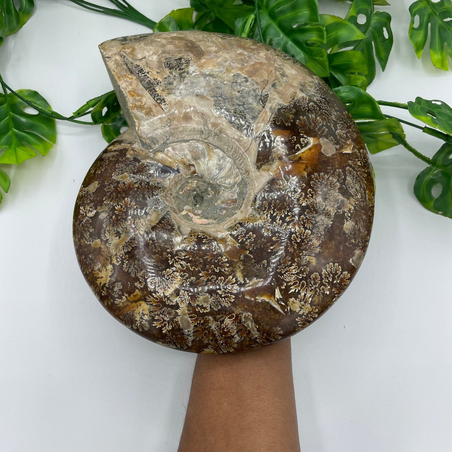 XL Ammonite with Stand - Sage & Magic