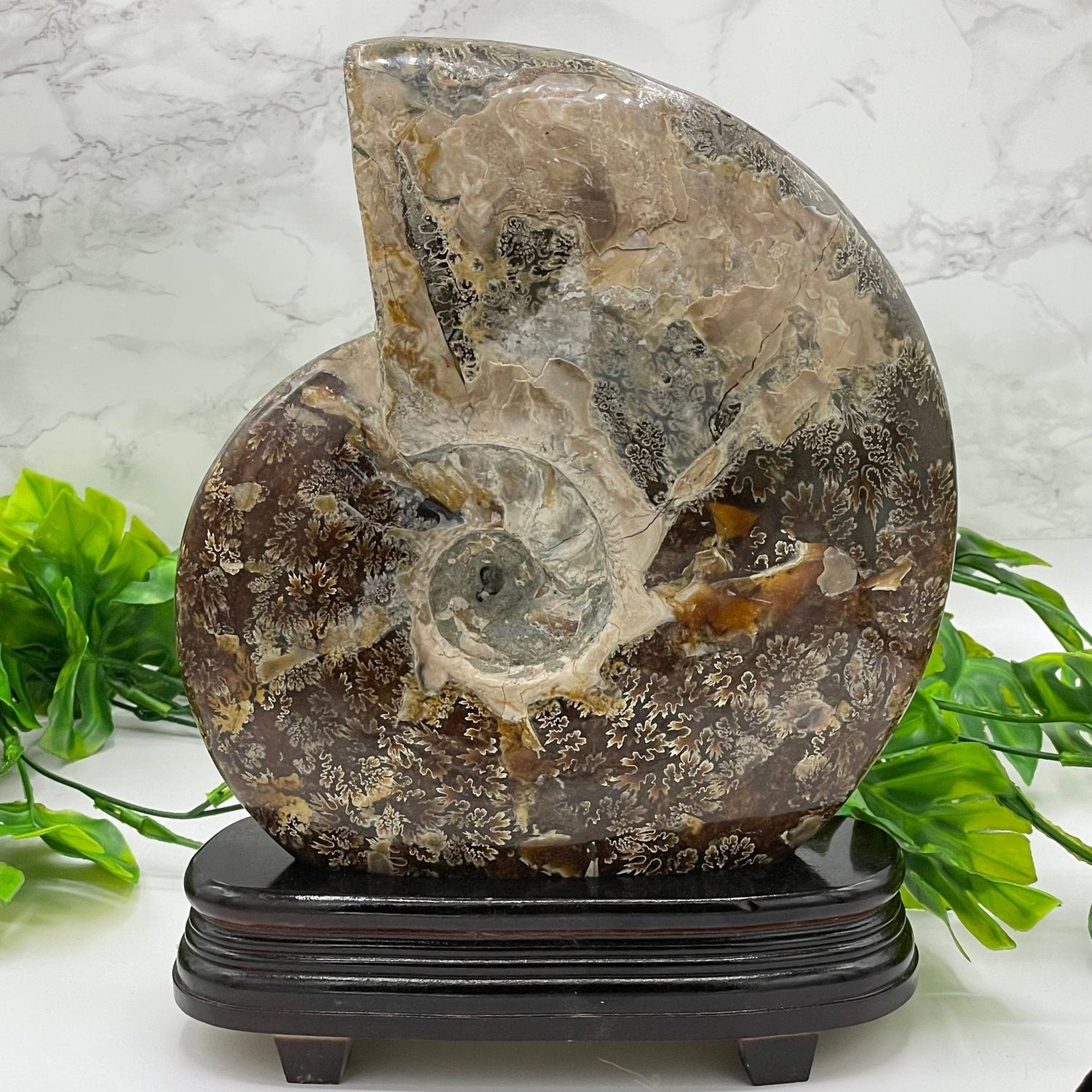 XL Ammonite with Stand - Sage & Magic