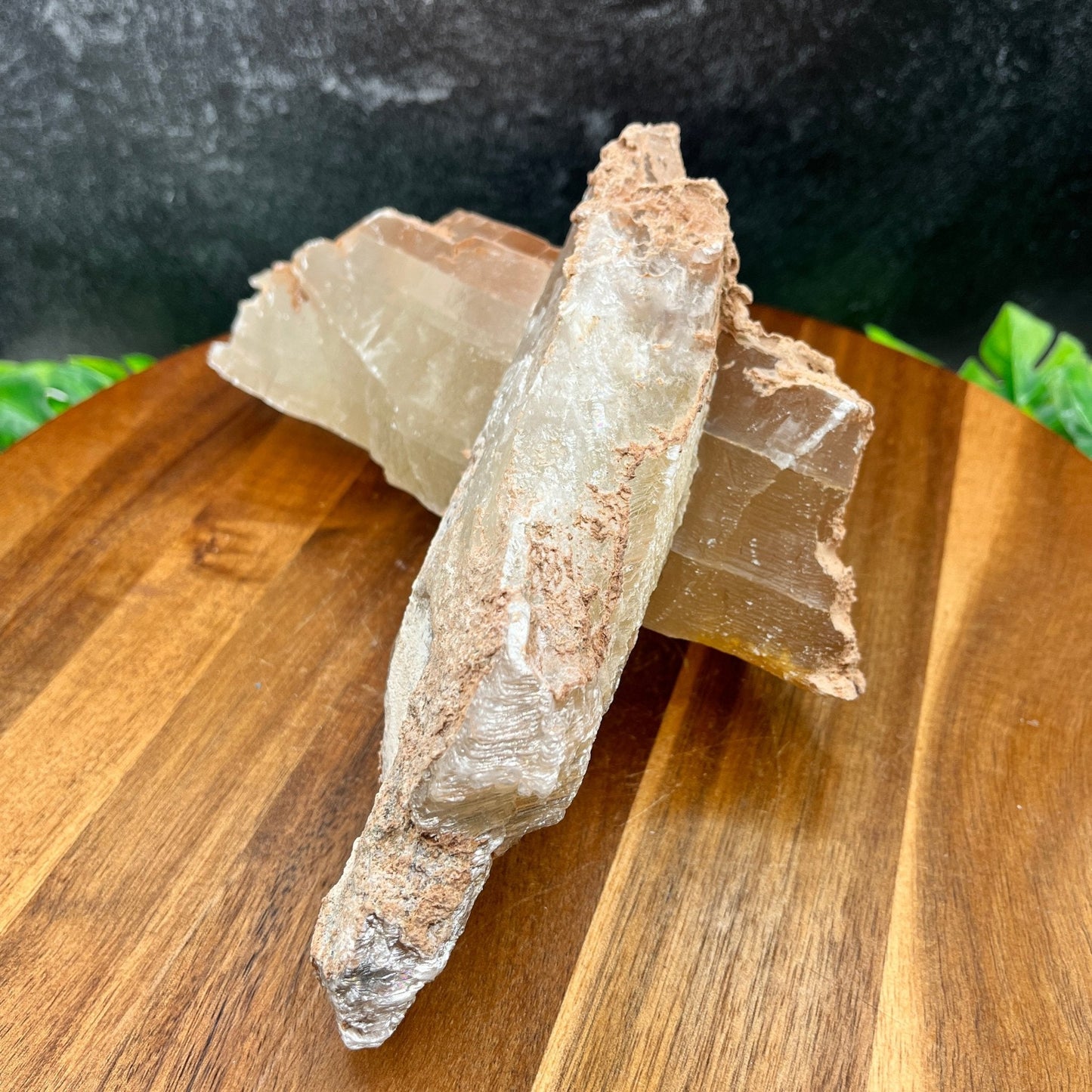 XL Crossed Selenite Specimen - Sage & Magic