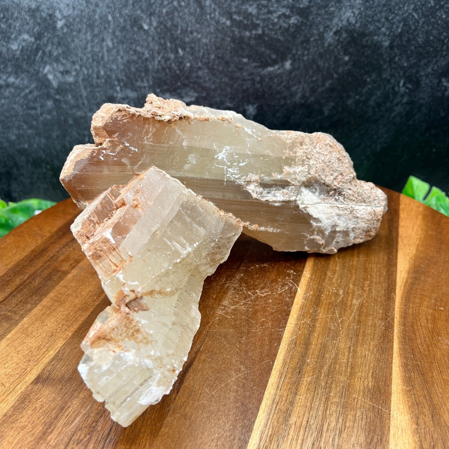 XL Crossed Selenite Specimen - Sage & Magic