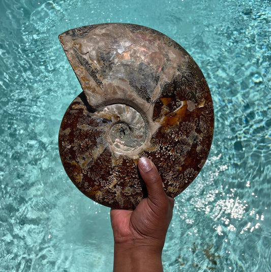 XL Ammonite with Stand