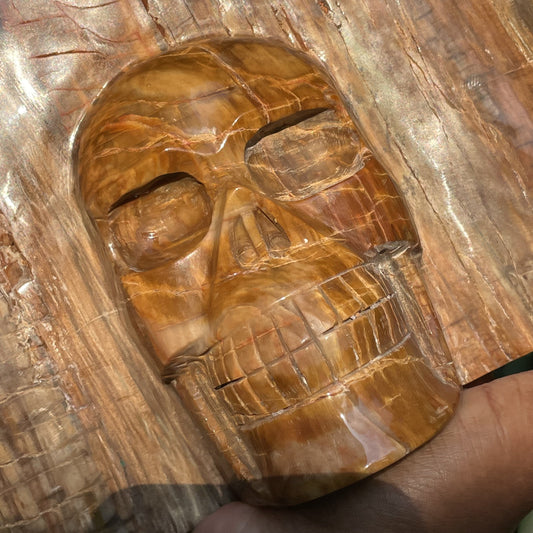 Petrified Wood Slab Skull