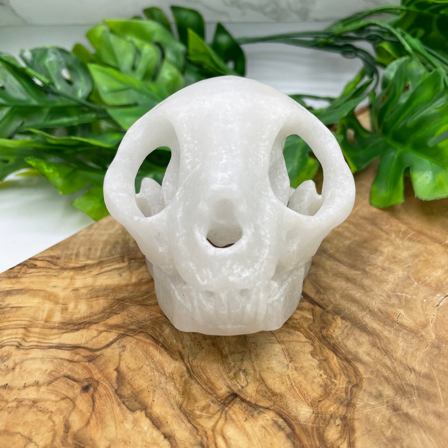 White Marble Rabbit Skull Oddities