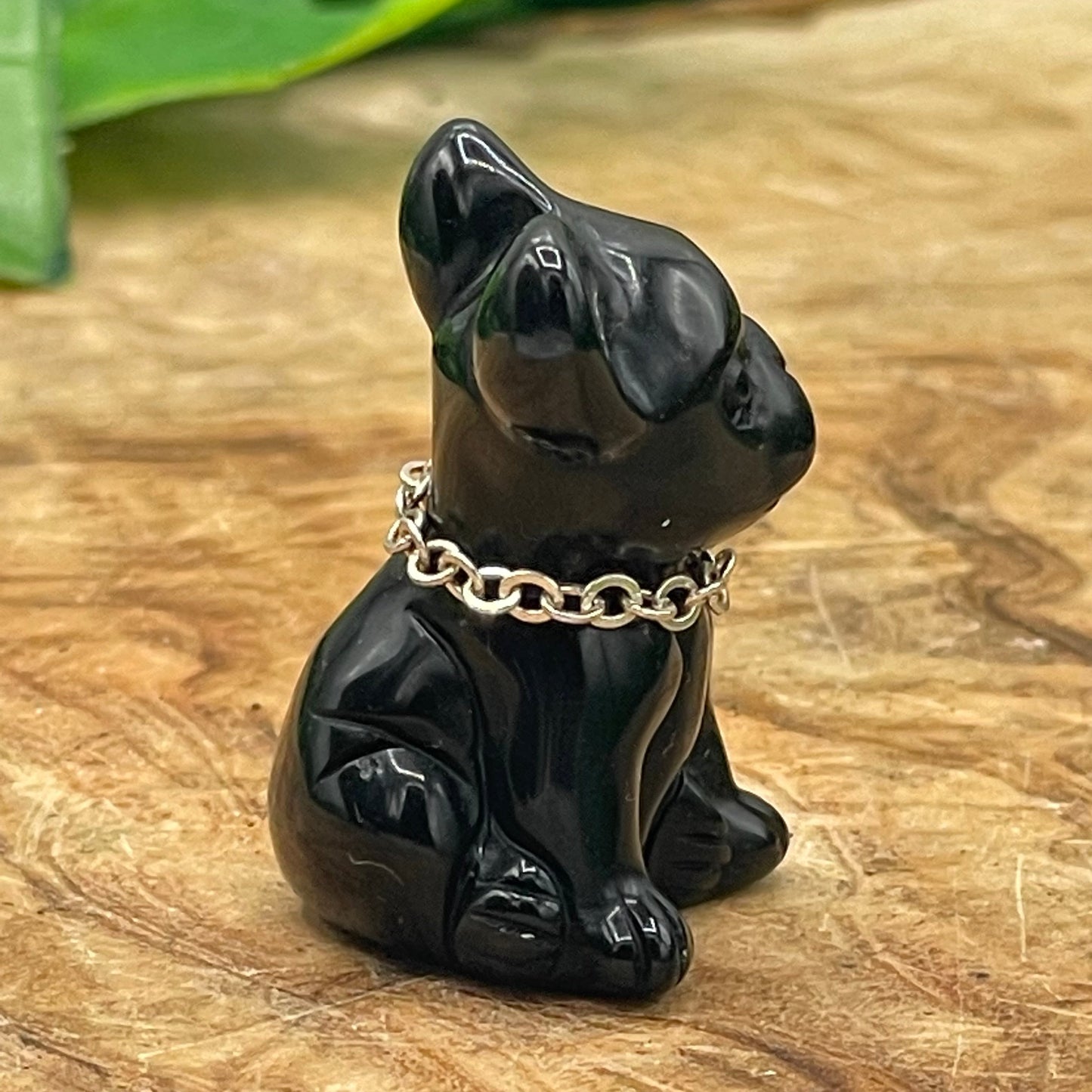 Mini Black Obsidian Frenchie Terrier Dog