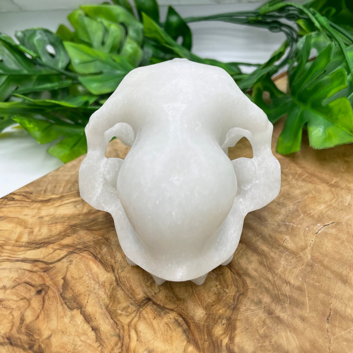 White Marble Rabbit Skull Oddities