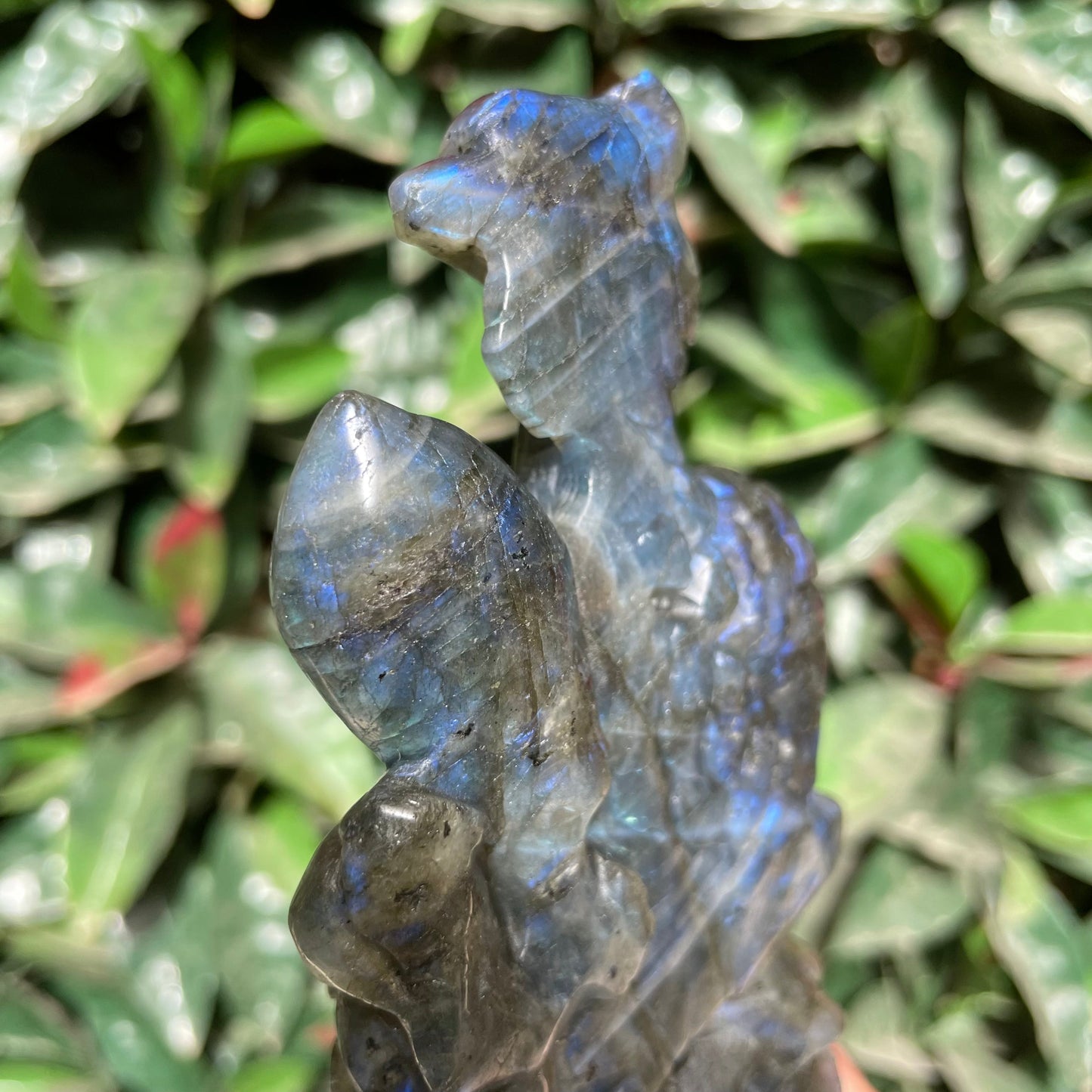 Blue High Flash Labradorite Peacock
