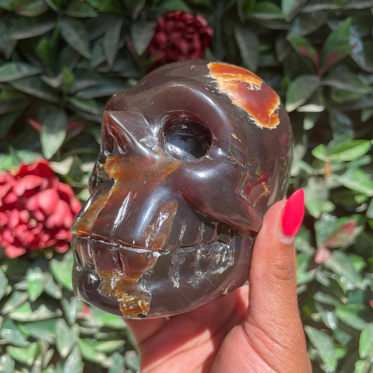 Sumatran Amber Skull