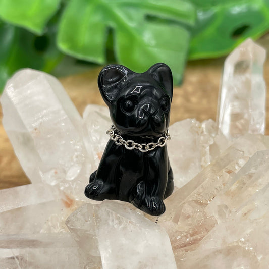 Mini Black Obsidian Frenchie Terrier Dog