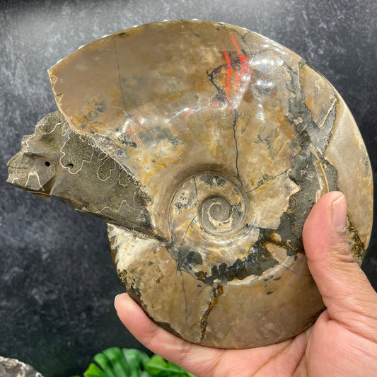 Ammonite Carved Skull with Ammolite