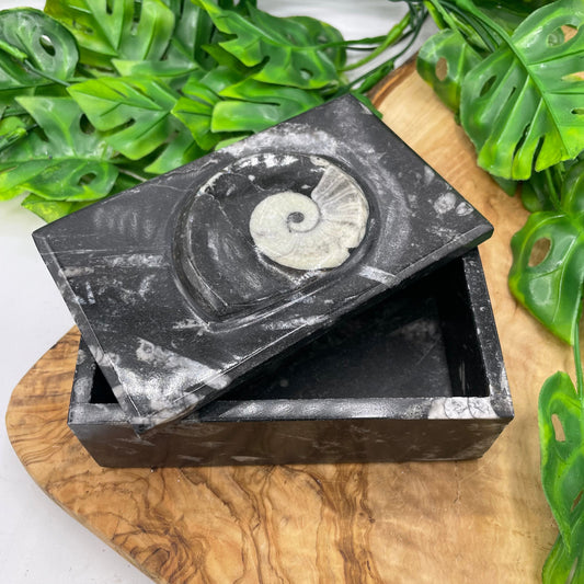 Black Ammonite Box with Lid