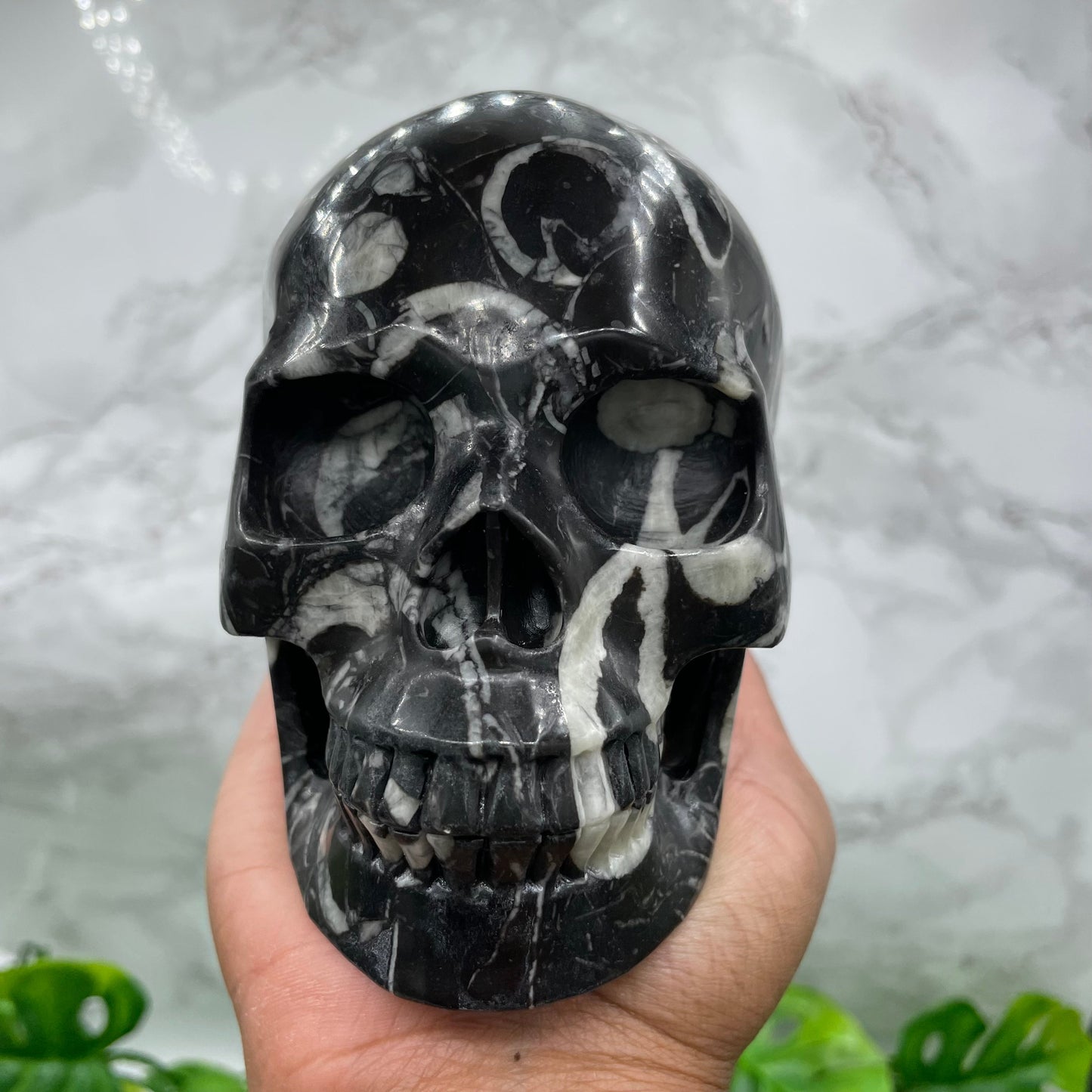 Orthoceras Shell Skull