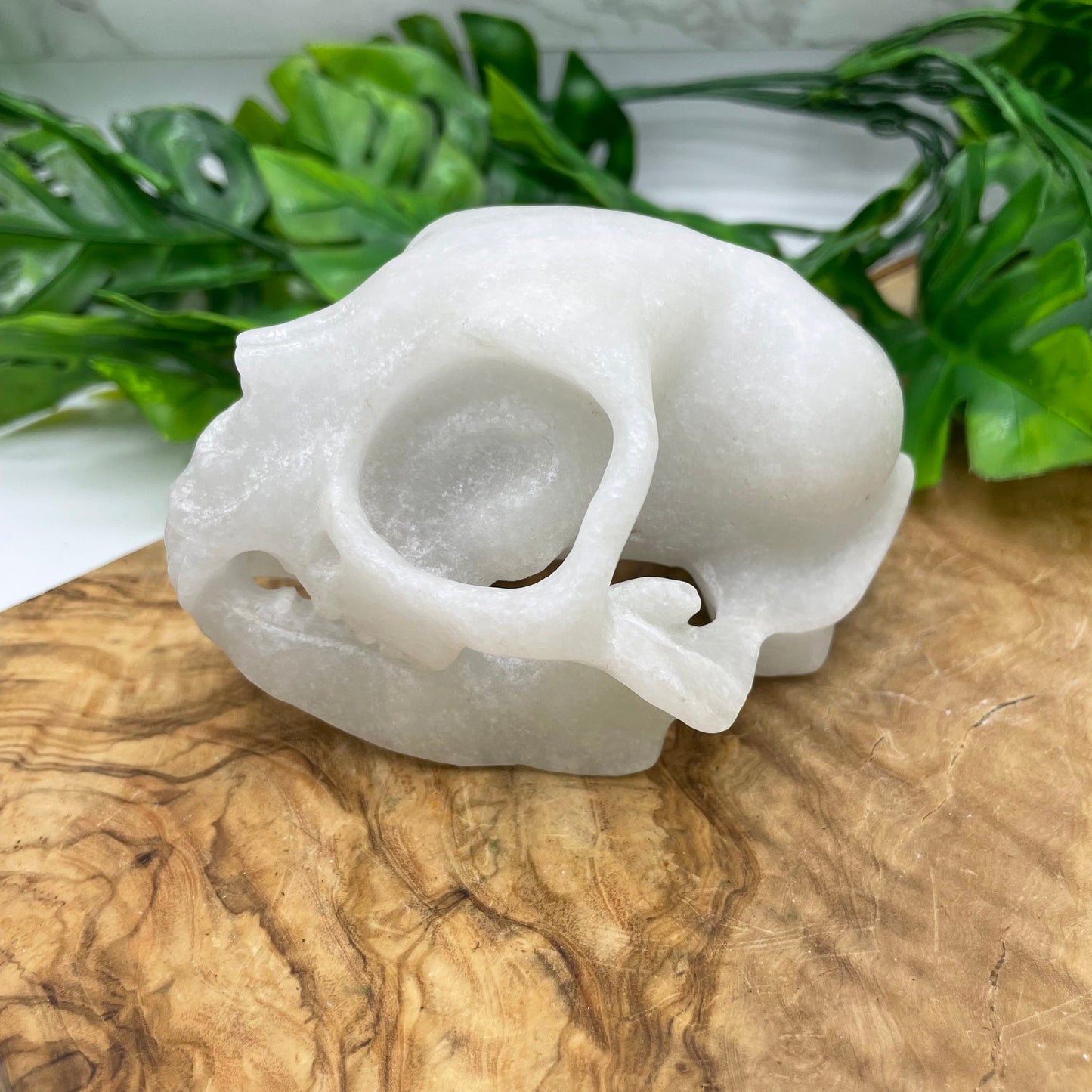 White Marble Rabbit Skull Oddities