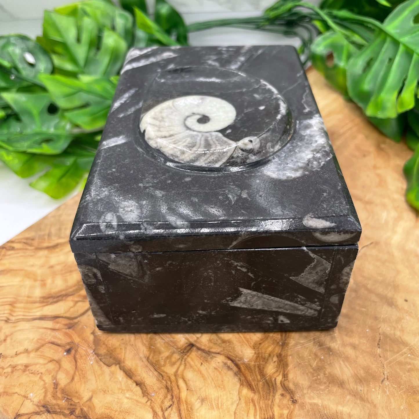 Black Ammonite Box with Lid