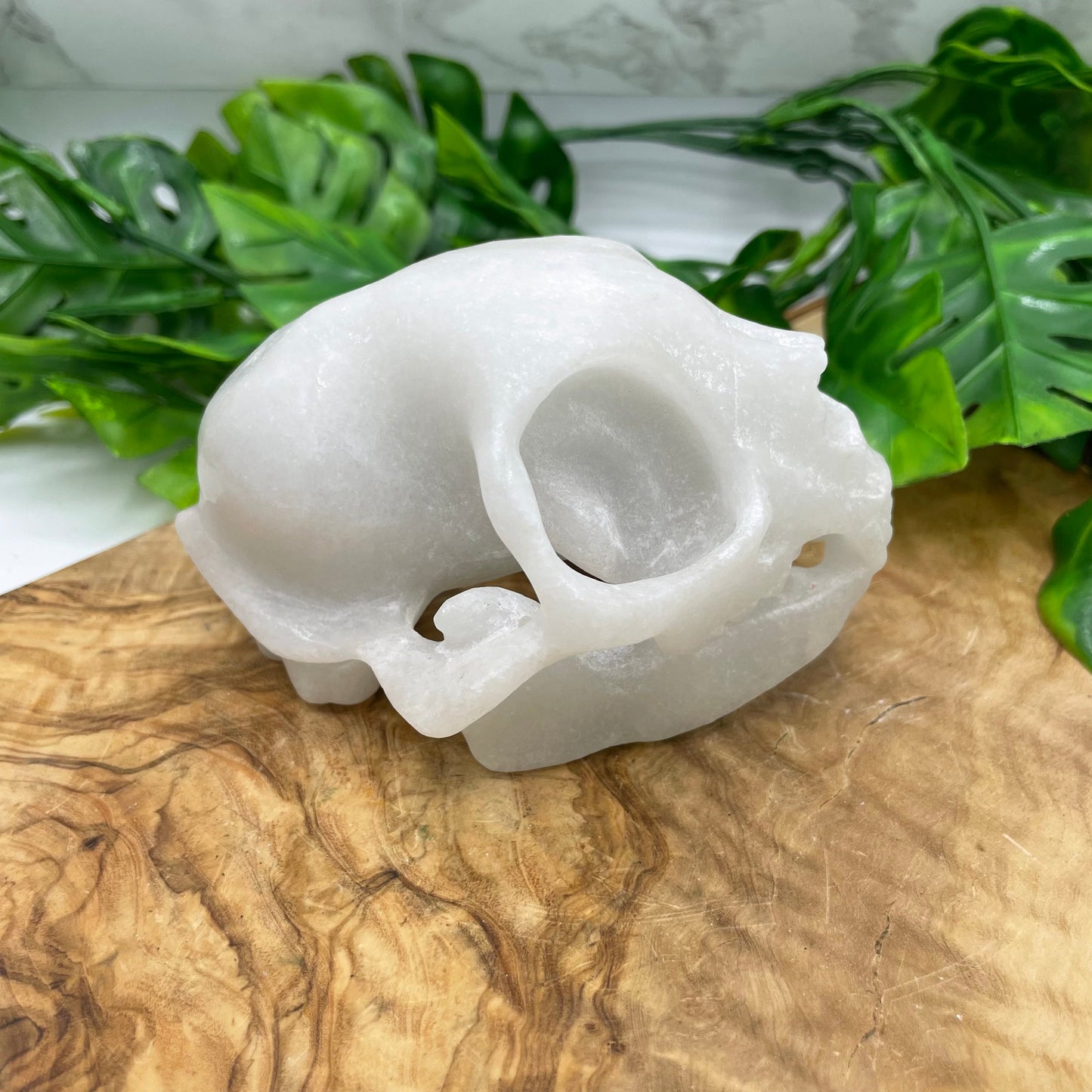 White Marble Rabbit Skull Oddities